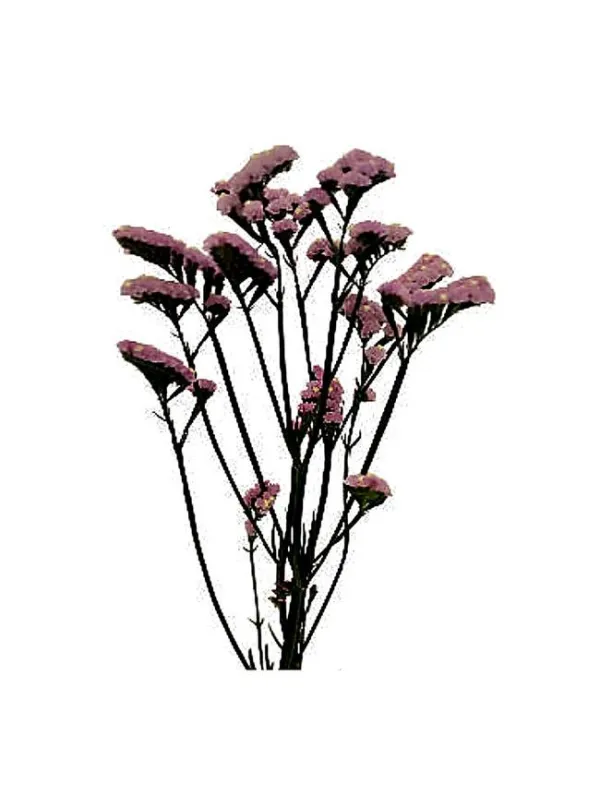 Hola pinky l 44 - statice / cut flower young plant H. 10 cm Carnation / Garofano - Azienda Agricola Di Giorgio Antonio Ss