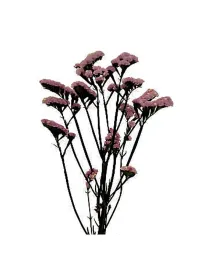 Hola pinky l 44 - statice / cut flower young plant H. 10 cm Carnation / Garofano - Azienda Agricola Di Giorgio Antonio Ss