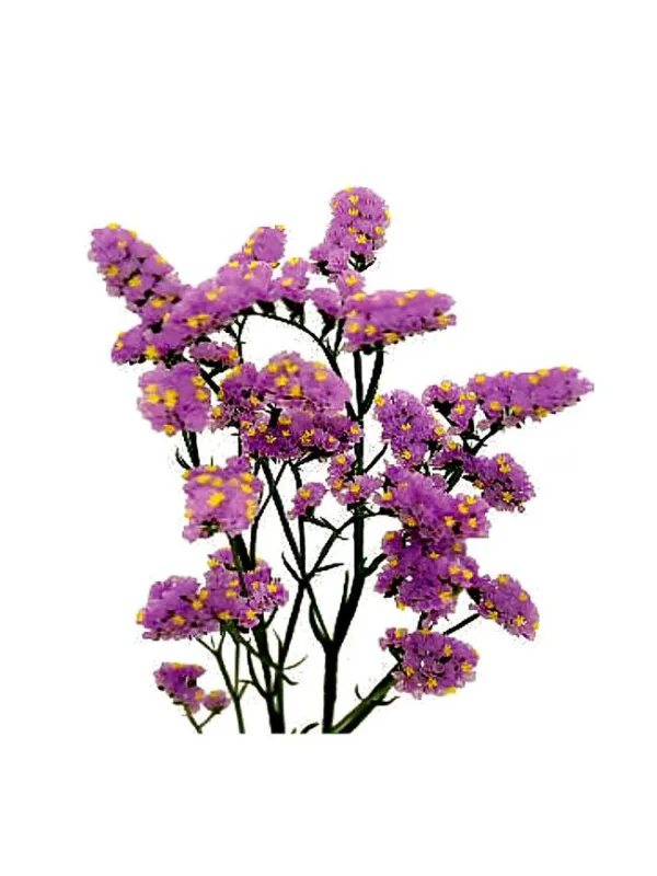 Hola profundo l 16 - statice / cut flower young plant H. 10 cm Carnation / Garofano - Azienda Agricola Di Giorgio Antonio Ss