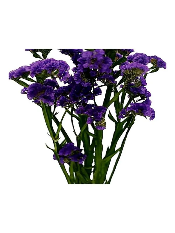 Hola purpura sa 46 - statice / cut flower young plant H. 10 cm Carnation / Garofano - Azienda Agricola Di Giorgio Antonio Ss