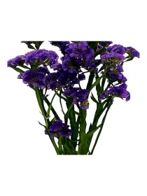 Hola purpura sa 46 - statice / cut flower young plant H. 10 cm Carnation / Garofano - Azienda Agricola Di Giorgio Antonio Ss