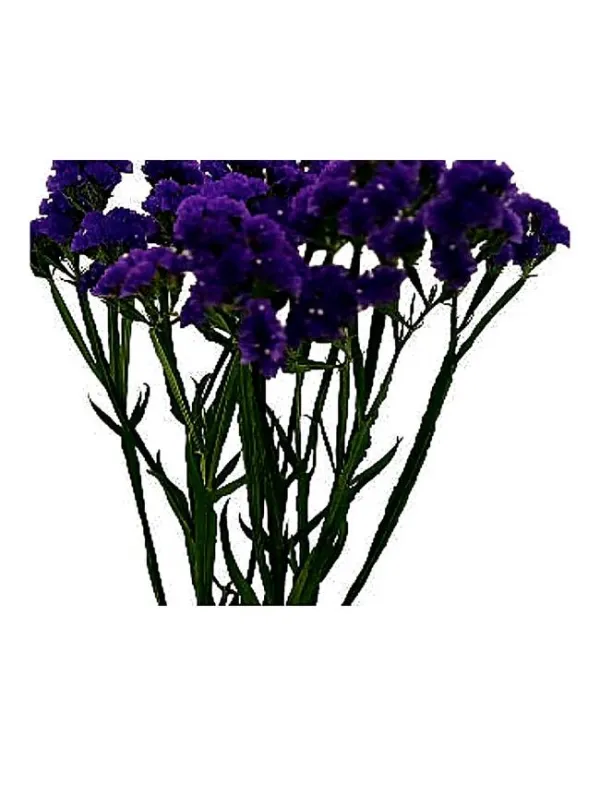 Hola salmon lor 22 - statice / cut flower young plant H. 10 cm Carnation / Garofano - Azienda Agricola Di Giorgio Antonio Ss