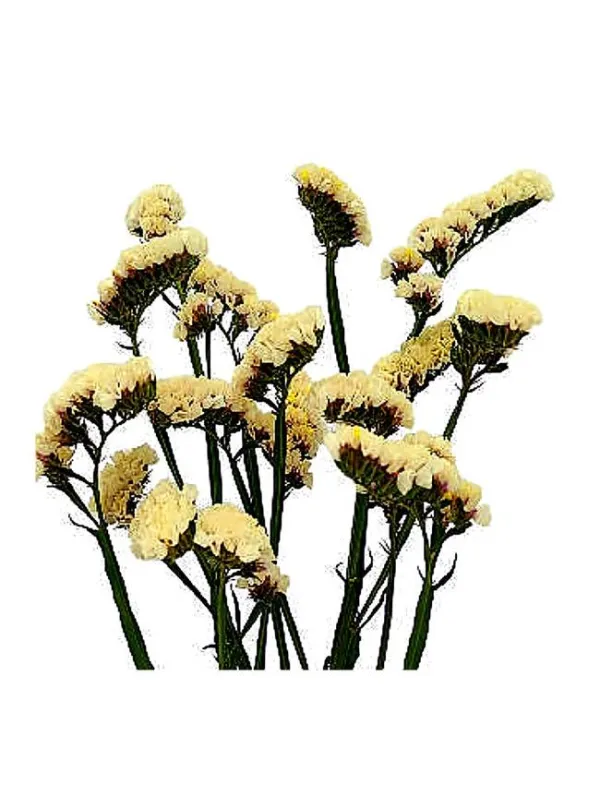 Hola sorbete lg 35 - statice / cut flower young plant H. 10 cm Carnation / Garofano - Azienda Agricola Di Giorgio Antonio Ss