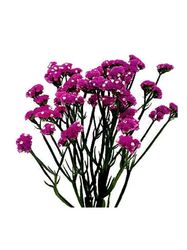 Hola vanda l 2 - statice / cut flower young plant H. 10 cm Carnation / Garofano - Azienda Agricola Di Giorgio Antonio Ss