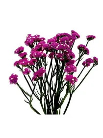 Hola vanda l 2 - statice / cut flower young plant H. 10 cm Carnation / Garofano - Azienda Agricola Di Giorgio Antonio Ss