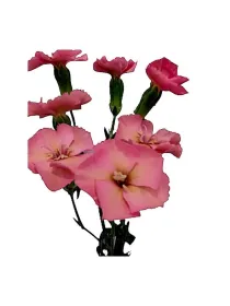 Bruin 19smp31 - symply carnation young plant H. 10 cm Carnation / Garofano - Azienda Agricola Di Giorgio Antonio Ss
