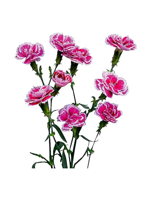 Carl 11bd3 - symply carnation young plant H. 10 cm Carnation / Garofano - Azienda Agricola Di Giorgio Antonio Ss