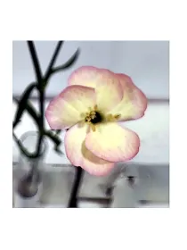 Fja 20smp3 - symply carnation young plant H. 10 cm Carnation / Garofano - Azienda Agricola Di Giorgio Antonio Ss