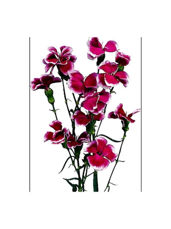 Lskw 21smp26 - symply carnation young plant H. 10 cm Carnation / Garofano - Azienda Agricola Di Giorgio Antonio Ss