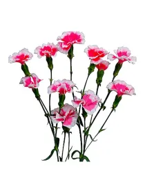 Pec symply ruby 18smp15 - symply carnation young plant H. 10 cm Carnation / Garofano - Azienda Agricola Di Giorgio Antonio Ss