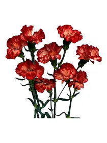 Rosa 20smp6 - symply carnation young plant H. 10 cm Carnation / Garofano - Azienda Agricola Di Giorgio Antonio Ss