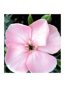 Rosa 21smp13 - symply carnation young plant H. 10 cm Carnation / Garofano - Azienda Agricola Di Giorgio Antonio Ss