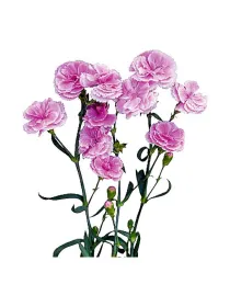 Smug 11bd11 - symply carnation young plant H. 10 cm Carnation / Garofano - Azienda Agricola Di Giorgio Antonio Ss