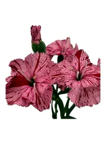 Symply cherry 15smp6 - symply carnation young plant H. 10 cm Carnation / Garofano - Azienda Agricola Di Giorgio Antonio Ss