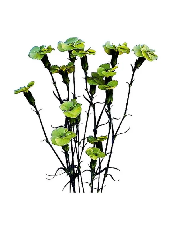 Symply green 17smp3 - symply carnation young plant H. 10 cm Carnation / Garofano - Azienda Agricola Di Giorgio Antonio Ss