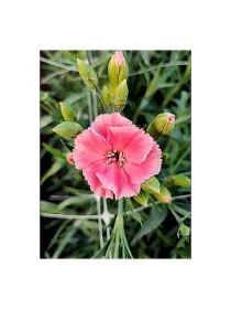 Symply hot 17smp13 - symply carnation young plant H. 10 cm Carnation / Garofano - Azienda Agricola Di Giorgio Antonio Ss