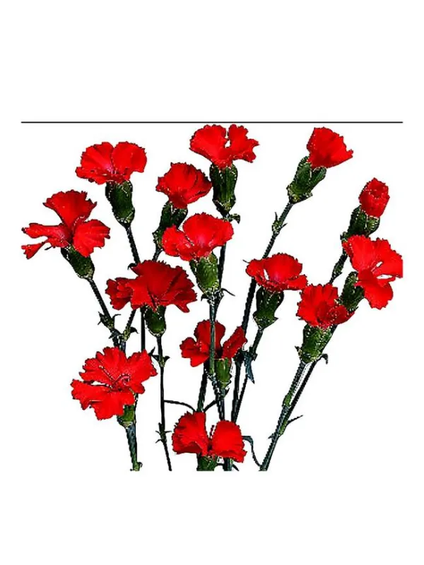 Symply love 15smp8 - symply carnation young plant H. 10 cm Carnation / Garofano - Azienda Agricola Di Giorgio Antonio Ss