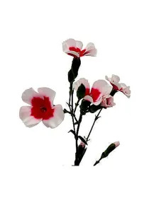 Symply plum 18smp23 - symply carnation young plant H. 10 cm Carnation / Garofano - Azienda Agricola Di Giorgio Antonio Ss