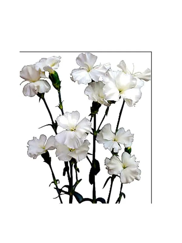 Symply snow 14smp2 - symply carnation young plant H. 10 cm Carnation / Garofano - Azienda Agricola Di Giorgio Antonio Ss