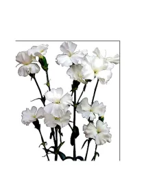 Symply snow 14smp2 - symply carnation young plant H. 10 cm Carnation / Garofano - Azienda Agricola Di Giorgio Antonio Ss