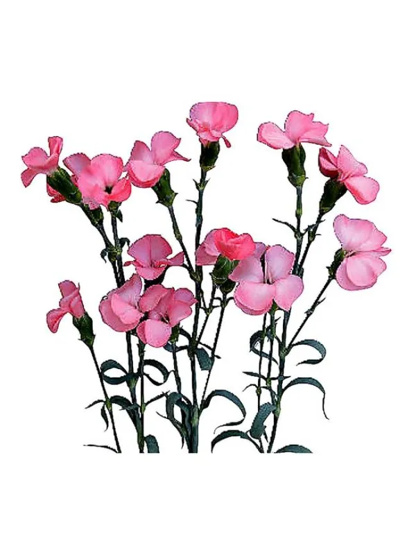 Symply strike 14smp11 - symply carnation young plant H. 10 cm Carnation / Garofano - Azienda Agricola Di Giorgio Antonio Ss