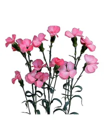 Symply strike 14smp11 - symply carnation young plant H. 10 cm Carnation / Garofano - Azienda Agricola Di Giorgio Antonio Ss
