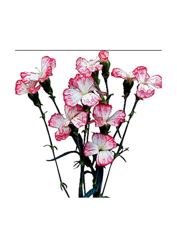 Symply sun 17smp12 - symply carnation young plant H. 10 cm Carnation / Garofano - Azienda Agricola Di Giorgio Antonio Ss