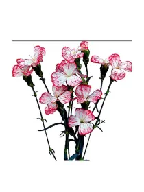 Symply sun 17smp12 - symply carnation young plant H. 10 cm Carnation / Garofano - Azienda Agricola Di Giorgio Antonio Ss