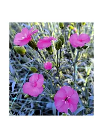Symply wanda 18smp6 - symply carnation young plant H. 10 cm Carnation / Garofano - Azienda Agricola Di Giorgio Antonio Ss