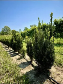 Taxus media "hillii" V. 18 cm H. 18 cm - Az. Agr. Folium Vivai Di Dott. Pisto Domenico