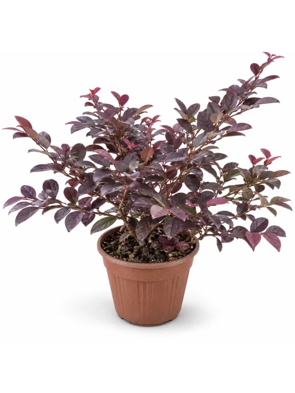 Loropetalum chinensis fire dance V. 18 cm H. 15 cm Fire Dance Loropetalo Cinese (o Loropetalo A Foglia Rossa) - Top Garden Vivai Di Boiocchi Valeria
