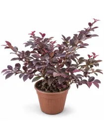 Loropetalum chinensis fire dance V. 18 cm H. 15 cm Fire Dance Loropetalo Cinese (o Loropetalo A Foglia Rossa) - Top Garden Vivai Di Boiocchi Valeria