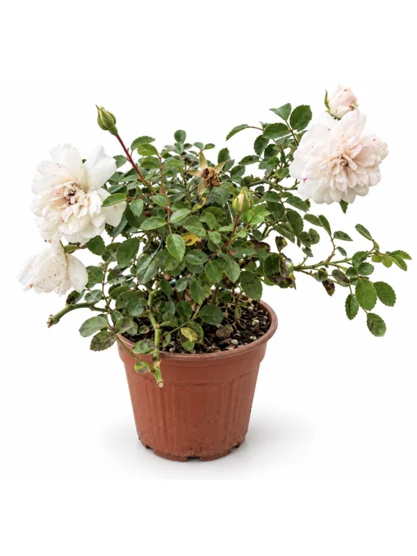 Rosa rustica V. 18 cm H. 30 cm Rosa - Top Garden Vivai Di Boiocchi Valeria