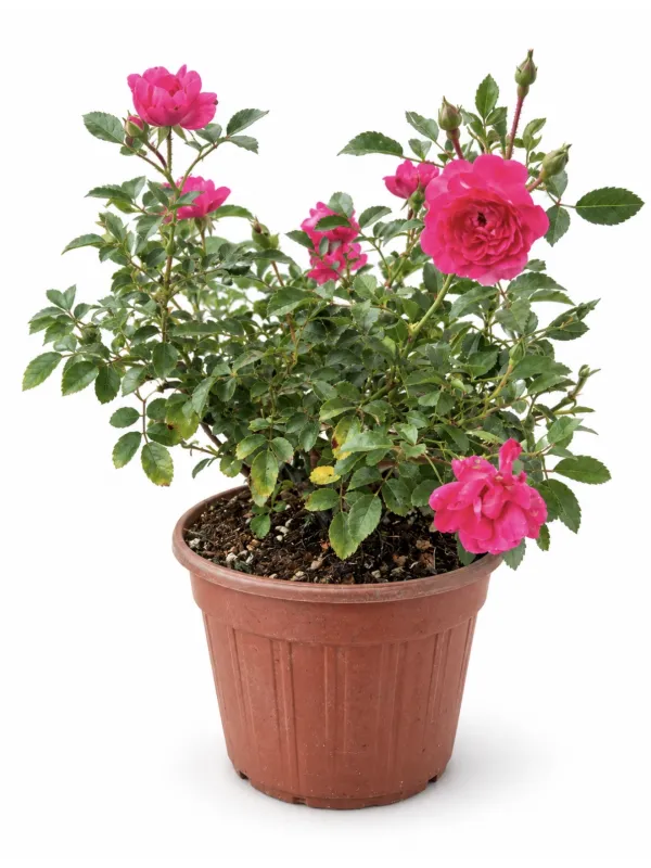 Rosa rustica V. 18 cm H. 30 cm Rosa - Top Garden Vivai Di Boiocchi Valeria