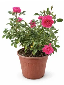 Rosa rustica V. 18 cm H. 30 cm Rosa - Top Garden Vivai Di Boiocchi Valeria