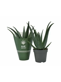 Aloe medivera Equator