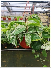 Scindapsus Marble Queen