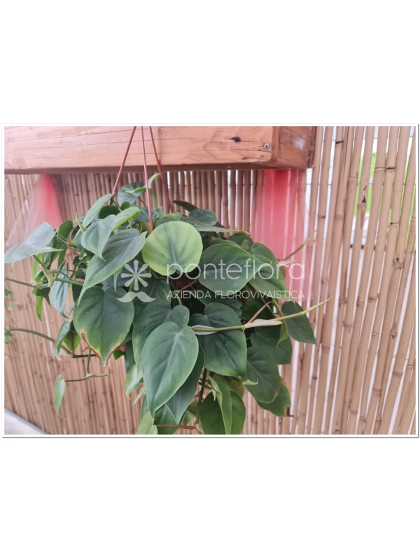 Philodendron scandens Philodendron scandens