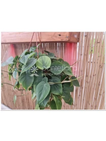 Philodendron scandens