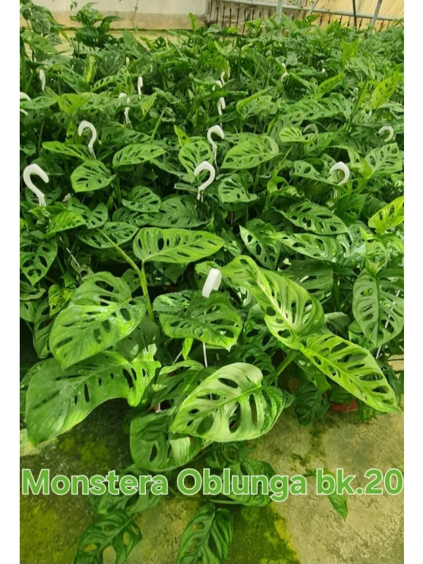 Monstera Obliqua