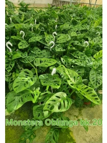 Monstera Obliqua