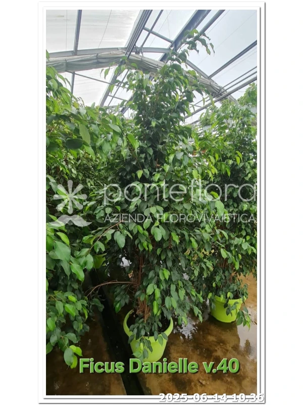Ficus benjamina 'Danielle' Ficus benjamina 'Danielle'