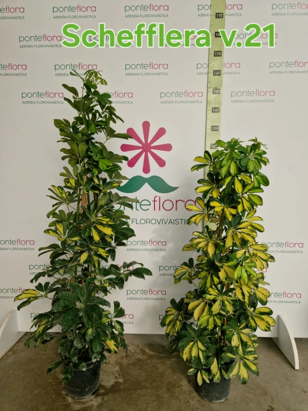 Schefflera arboricola Schefflera arboricola