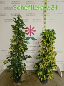 Schefflera arboricola