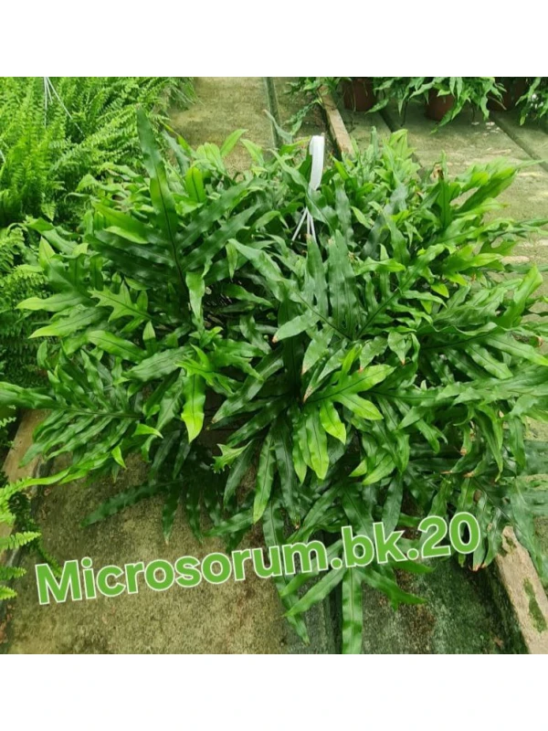 Microsorum Diversifolium Microsorum Diversifolium