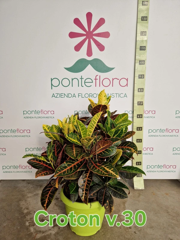 Codiaeum variegatum 'Gold Star' Codiaeum variegatum 'Gold Star'