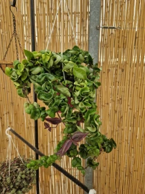 Hoya carnosa 'Compacta'