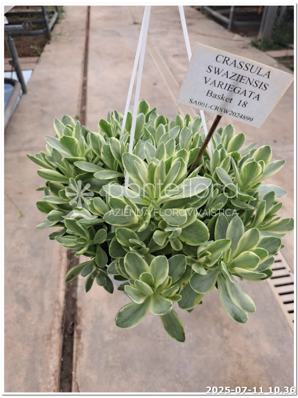 Crassula Swaziensis Variegata