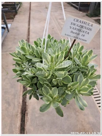 Crassula Swaziensis Variegata