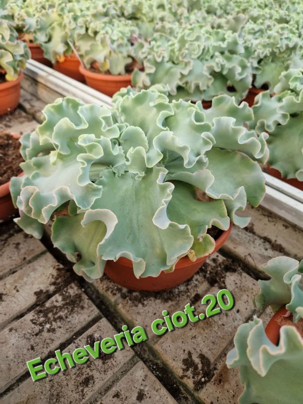 Echeveria Blue Prince